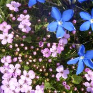 Blumige Grüße aus dem Tuxertal, Bild 2/3