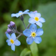 Blumige Grüße aus dem Tuxertal, Bild 3/3