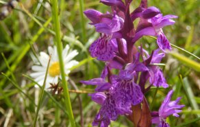 Blumige Grüße aus dem Tuxertal, Bild 1/3