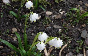 Von Frühlingsboten und Wintereinbrüchen...., Bild 1/4