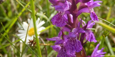 Blumige Grüße aus dem Tuxertal, Bild 1/3