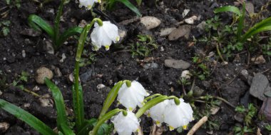 Von Frühlingsboten und Wintereinbrüchen...., Bild 1/4