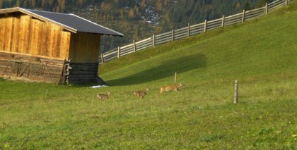 naturhotel-urlaubsfotos-sommerherbst-2008-12-oktober-bis-18-oktober bild#33
