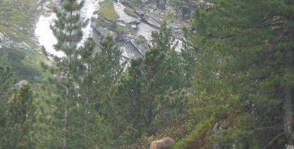 naturhotel-urlaubsfotos-sommer-2011-19-bis-25-juni bild#35