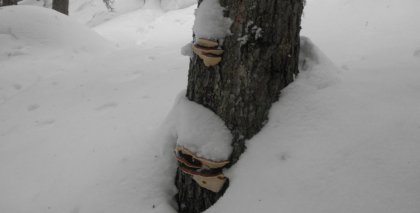 naturhotel-urlaubsfotos-winter-2012-0801--0901 bild#75