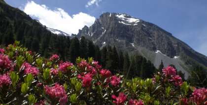 naturhotel-urlaubsfotos-sommer-2012-24-bis-30-juni bild#3